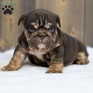 Chanel Cocoa, English Bulldog Puppy